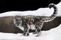 The snow leopard deftly jumps and runs through the snow against a dark background, strong and fast.ÃÂ  rare animal Royalty Free Stock Photo